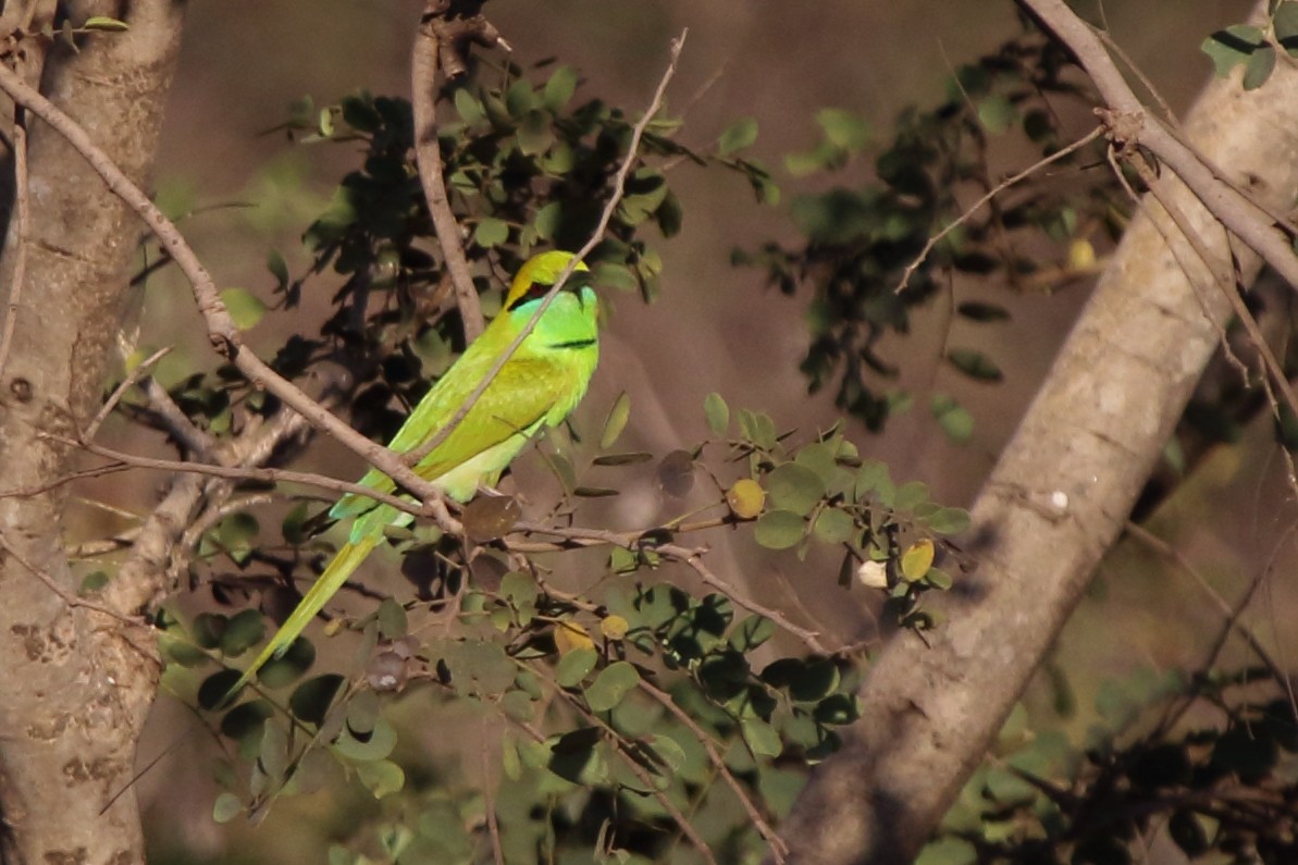 Asian Green Bee-eater - Shekar Vishvanath