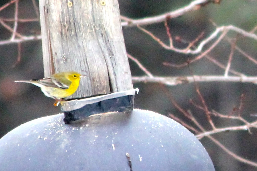 Pine Warbler - ML22998001