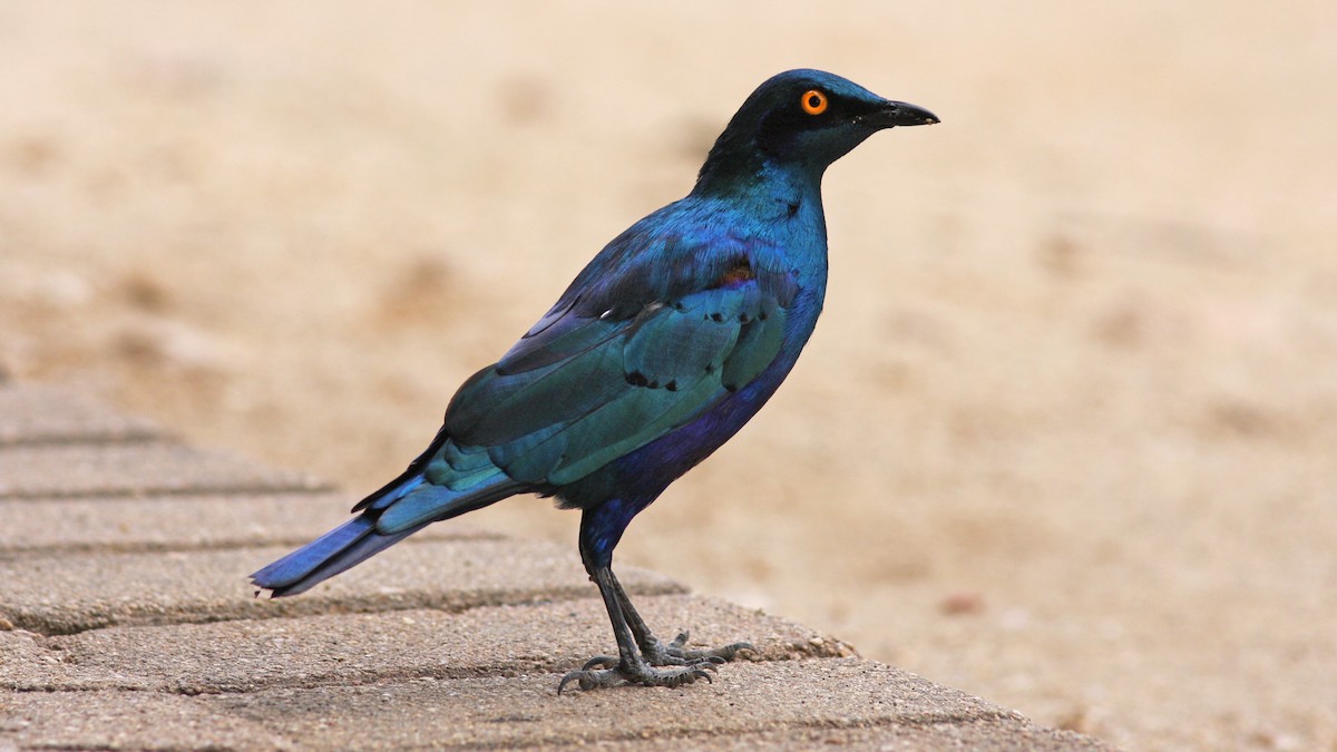 Greater Blue-eared Starling - Daniel Jauvin