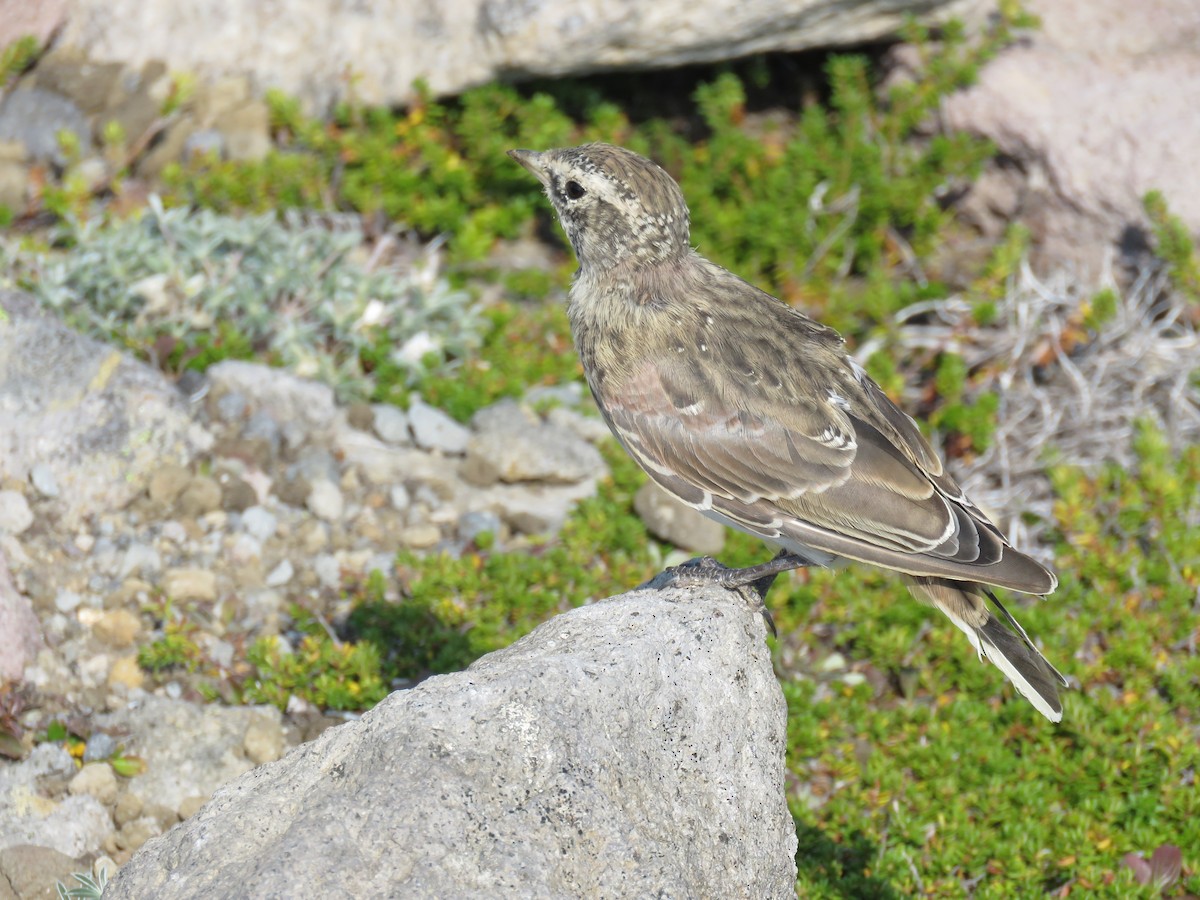 Pipit d'Amérique - ML229981531