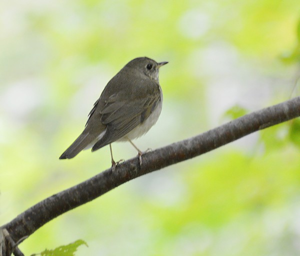 Gray-cheeked Thrush - ML229981871