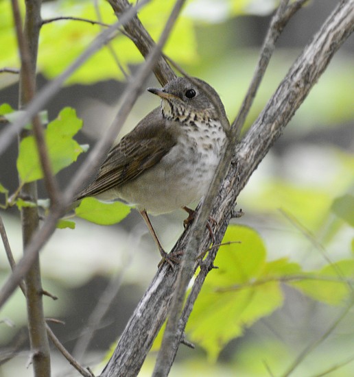Gray-cheeked Thrush - ML229982191