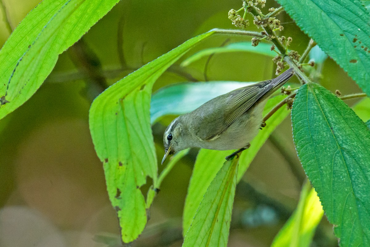 Tytler's Leaf Warbler - Aseem Kothiala
