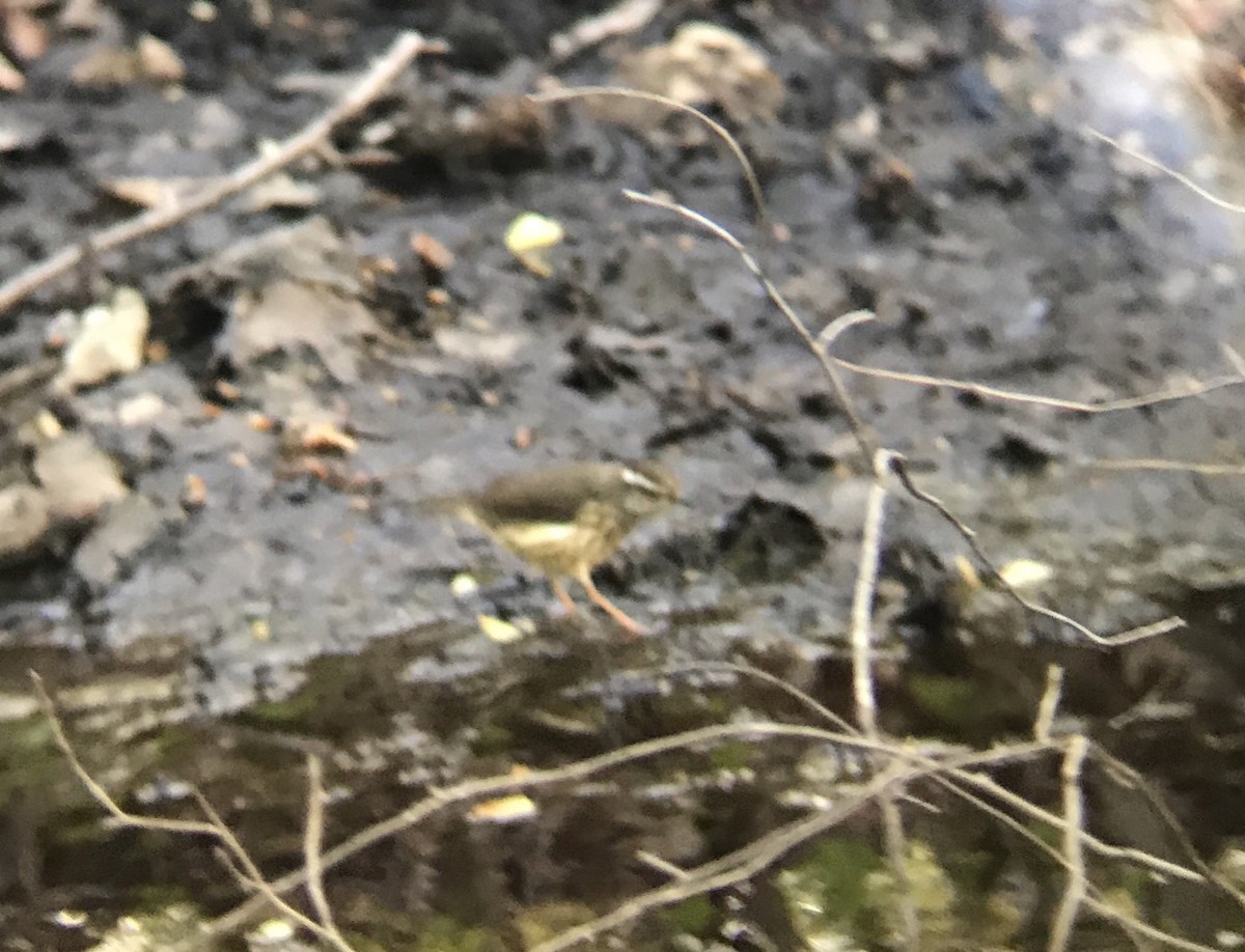 Louisiana Waterthrush - ML229988121