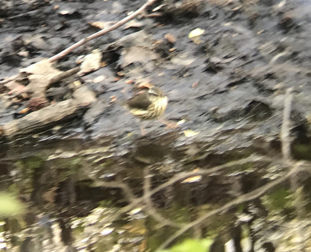 Louisiana Waterthrush - ML229988131