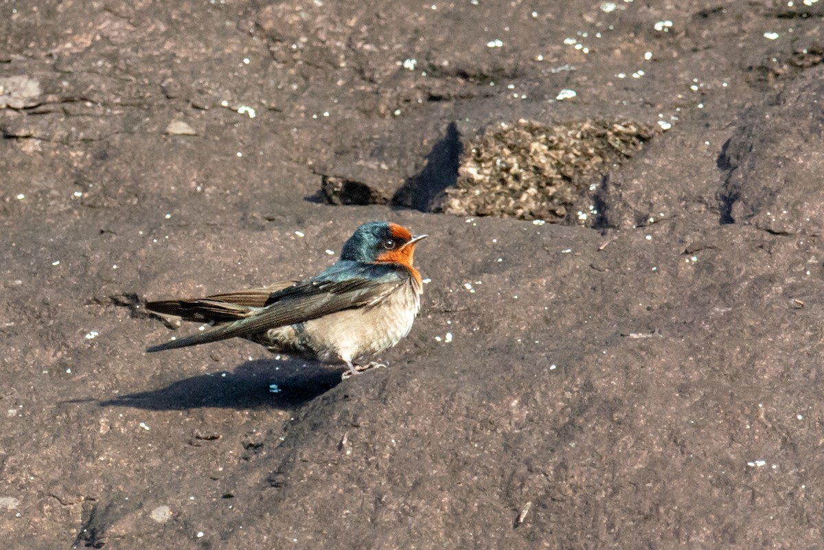 Hill Swallow - ML229988591