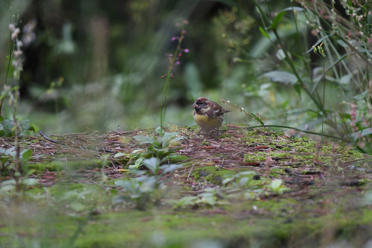 Yellow-breasted Bunting - ML229990821