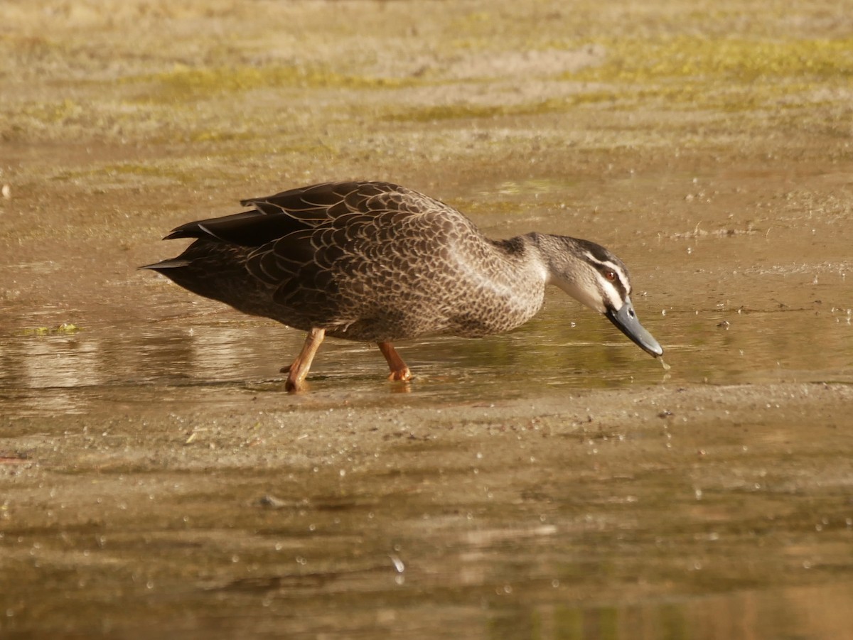 Pacific Black Duck - Keith Morris