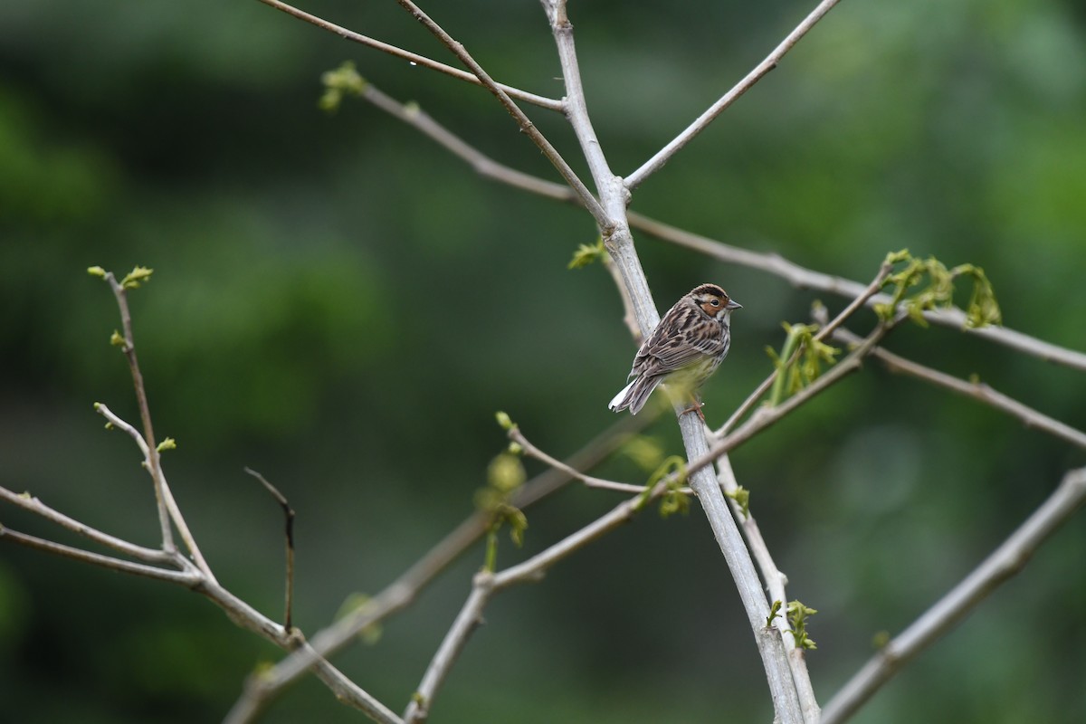 Little Bunting - ML229990881