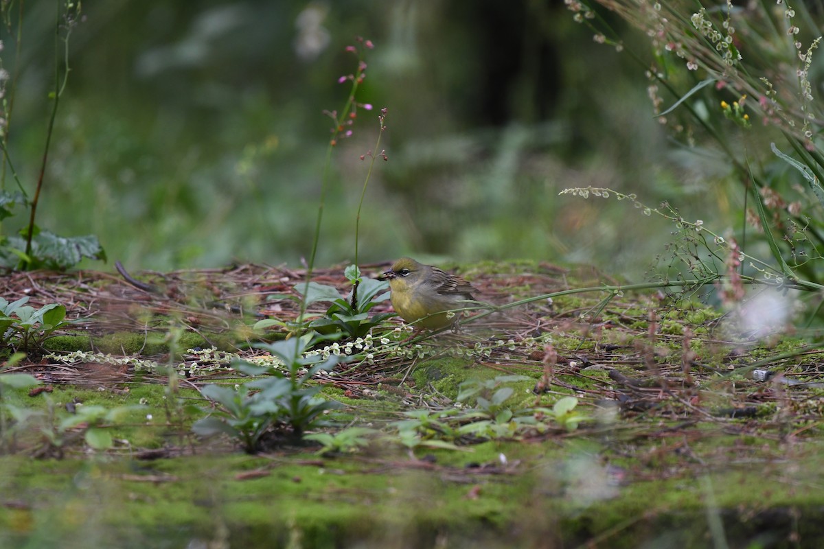 Yellow Bunting - ML229990941