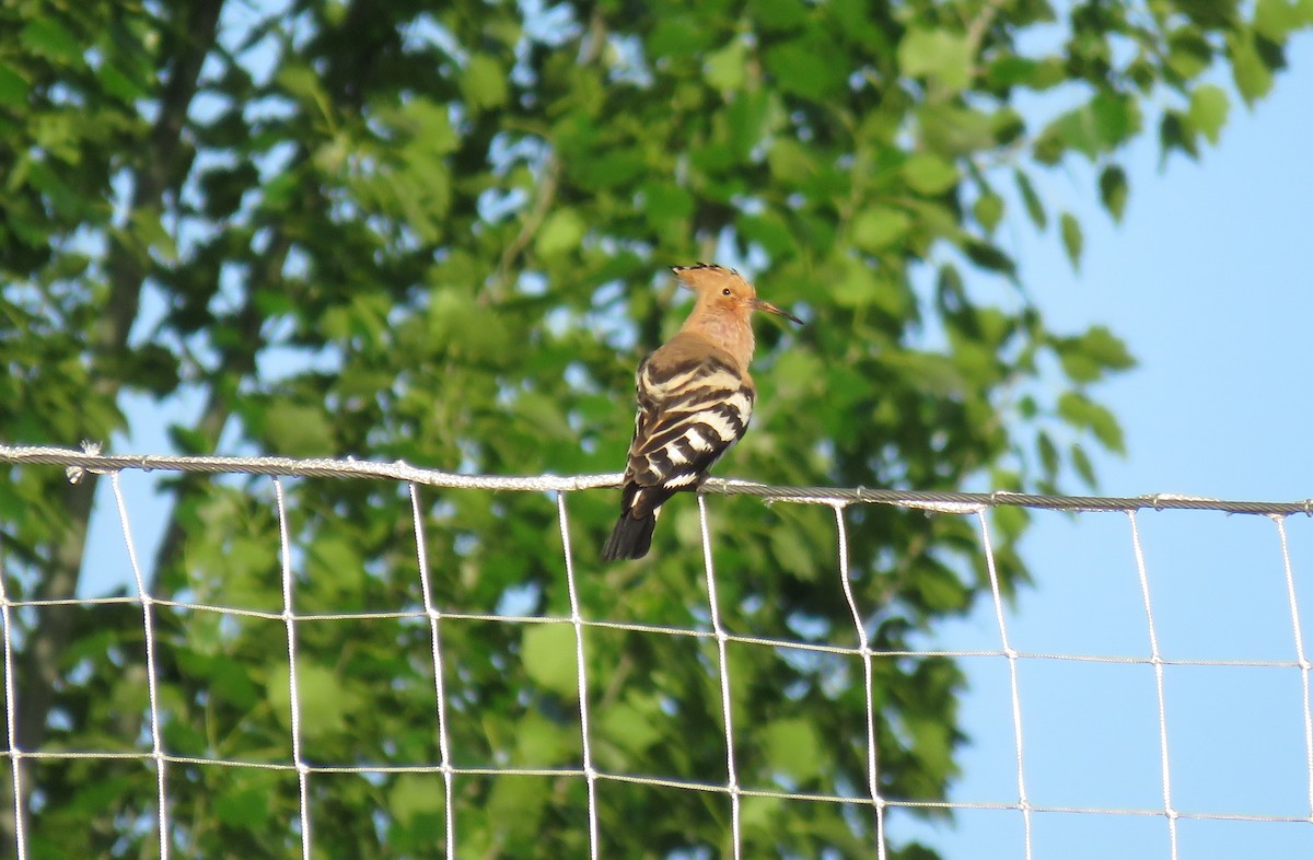 Eurasian Hoopoe - ML229993951