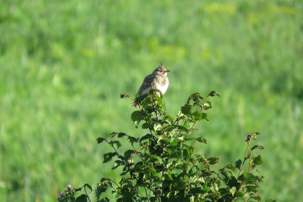 Crested Lark - ML229993991