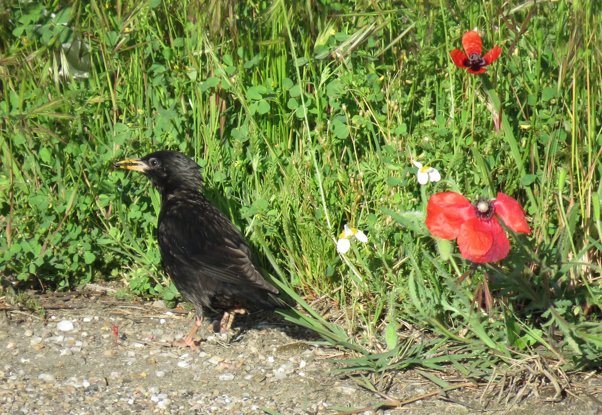 Spotless Starling - ML229994021