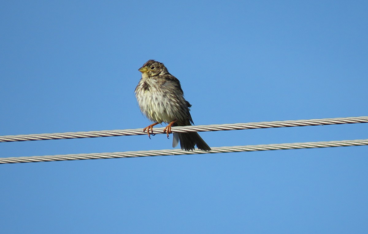 Corn Bunting - ML229994061