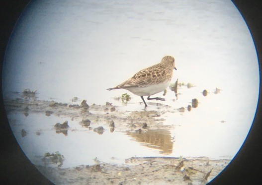 Baird's Sandpiper - ML229994941