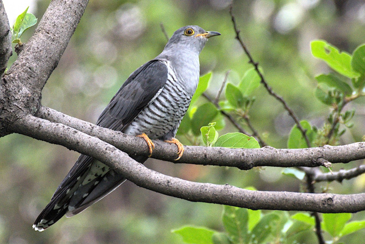 Coucou gris - ML229995631