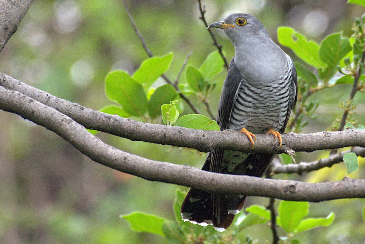 Common Cuckoo - Harish Dobhal