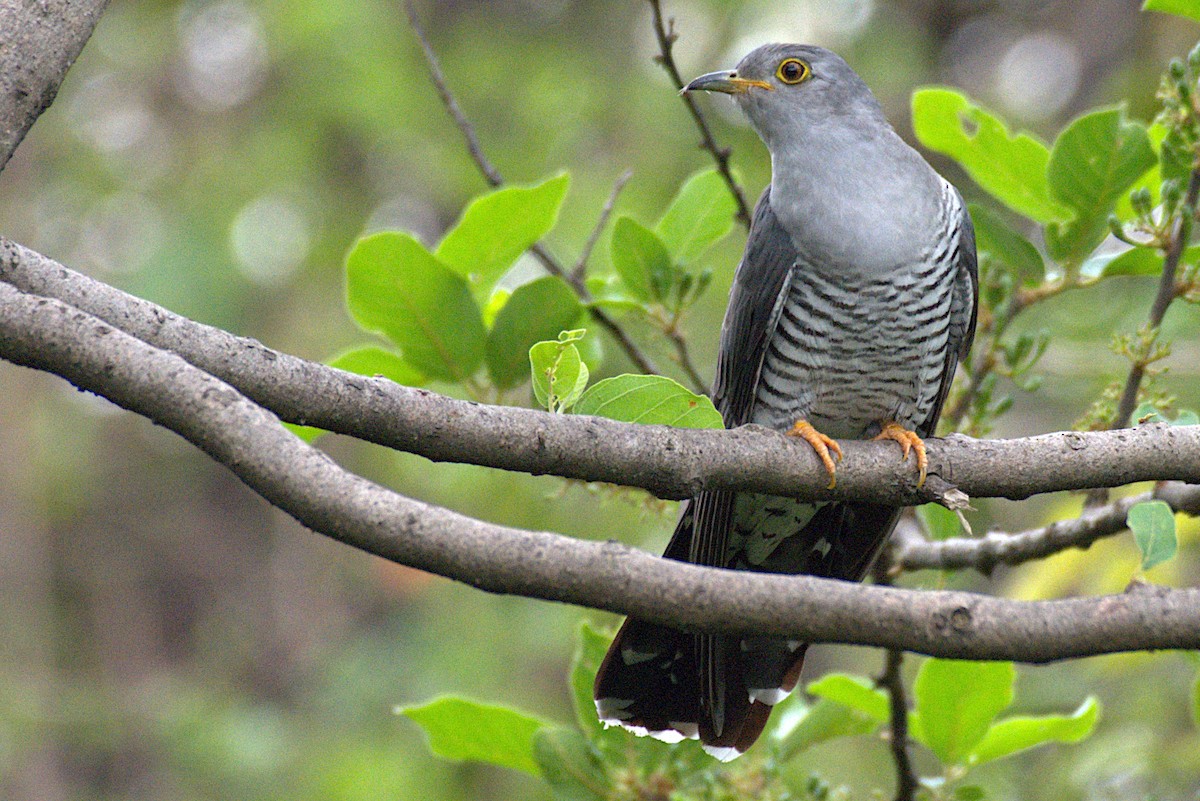 Coucou gris - ML229995651