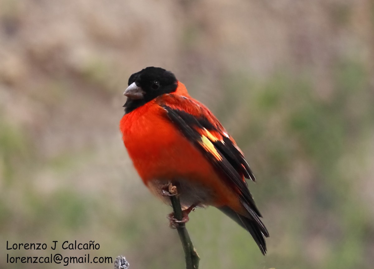 Red Siskin - Lorenzo Calcaño