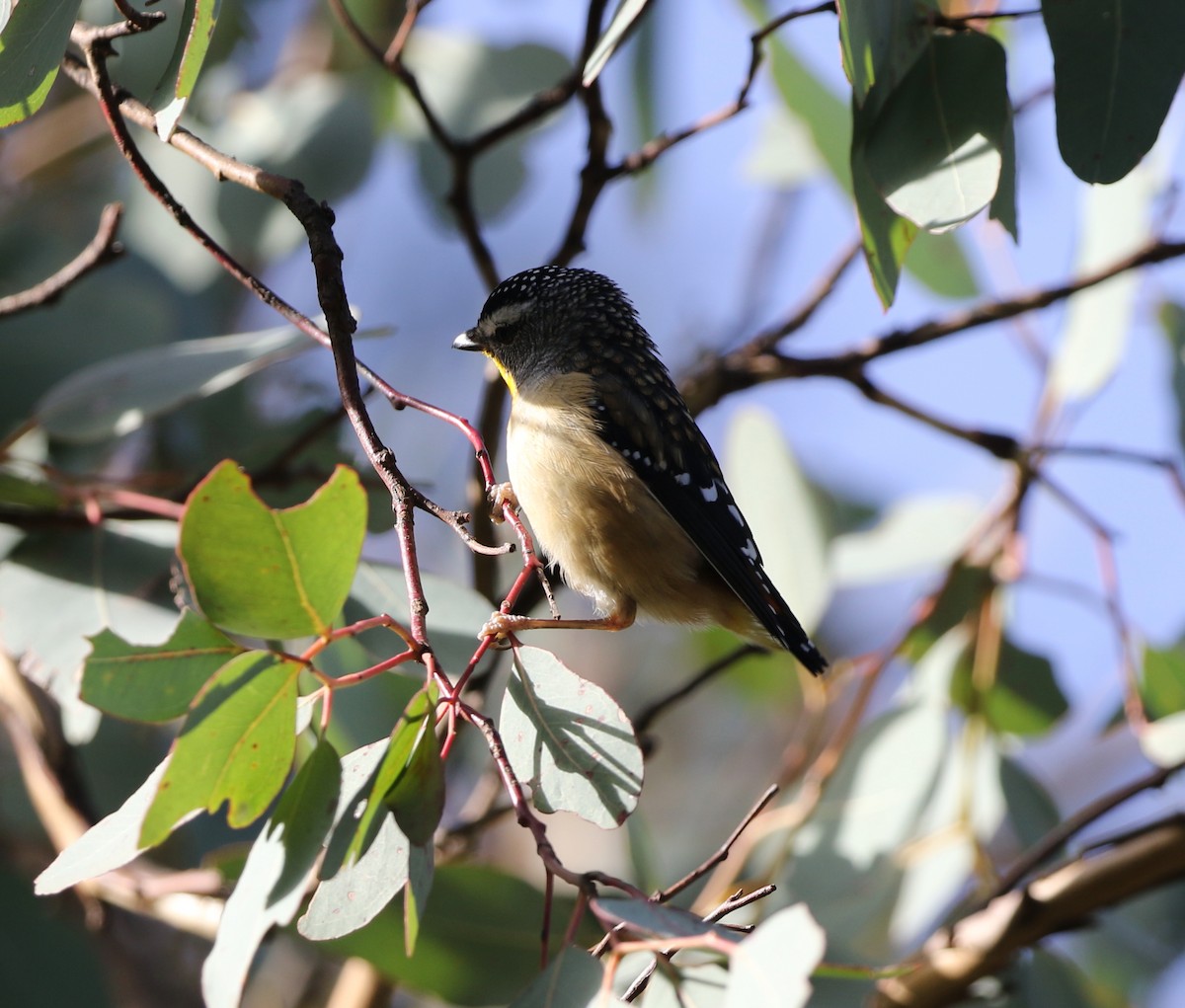 Spotted Pardalote - Chris Chapman