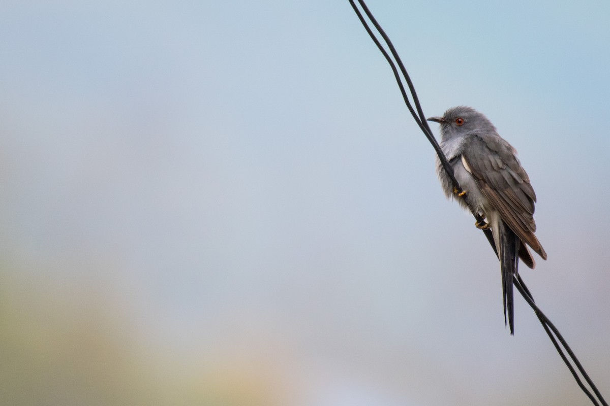 Gray-bellied Cuckoo - ML229997371