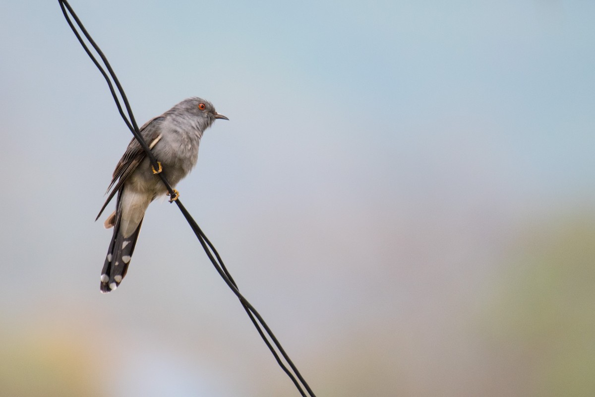 Gray-bellied Cuckoo - ML229997411