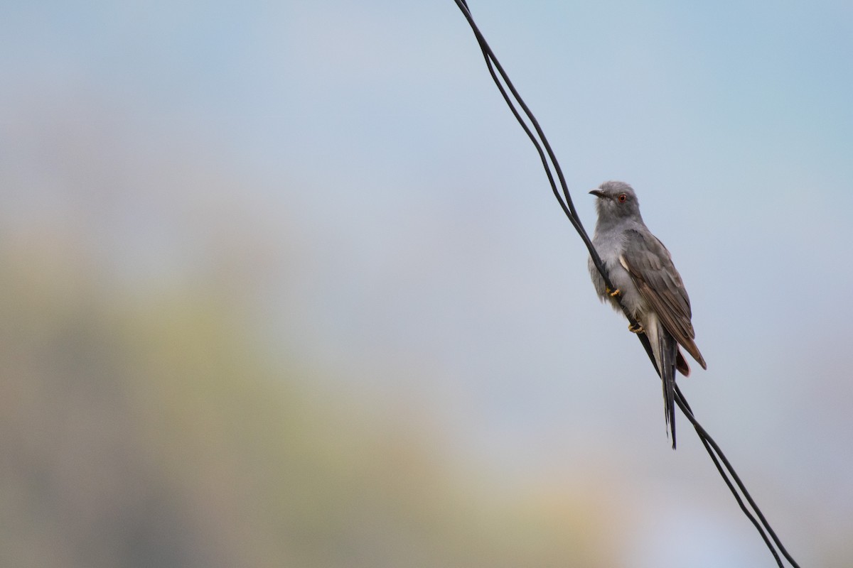 Gray-bellied Cuckoo - ML229997431