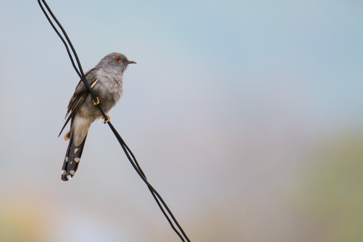 Gray-bellied Cuckoo - ML229997451