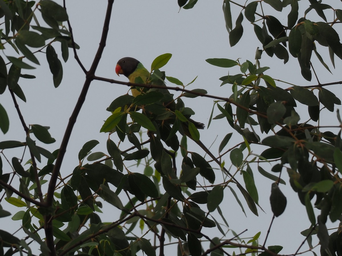 Gray-headed Parakeet - Marc Choisy