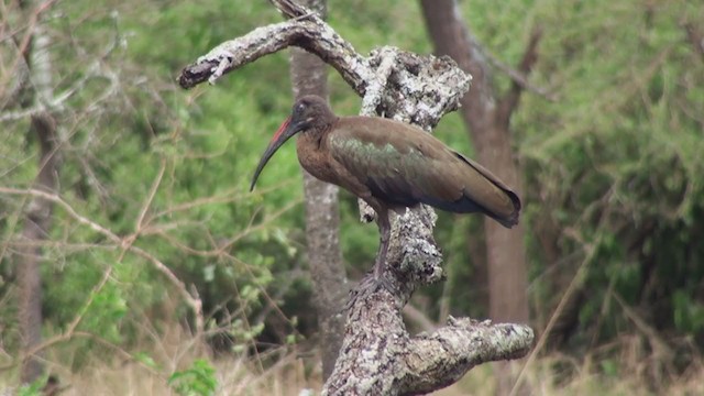 ibis hagedaš - ML229997861