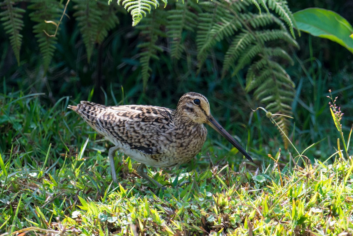 Pin-tailed Snipe - ML229997901