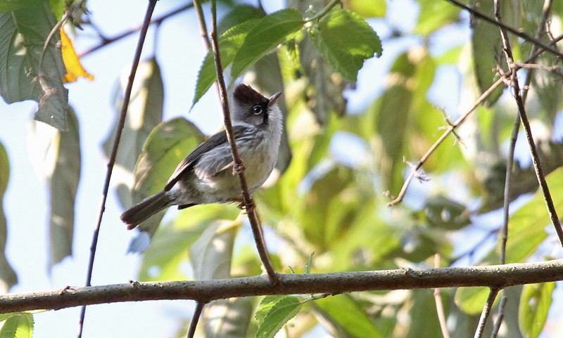 Burmese Yuhina - Brendan Ryan