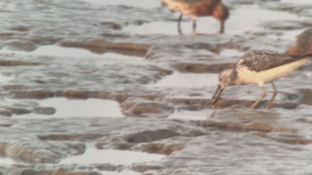 vodouš ochotský - ML229998291