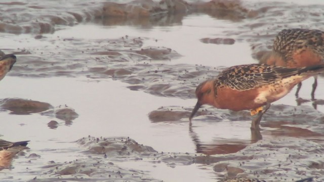Red Knot - ML229998301