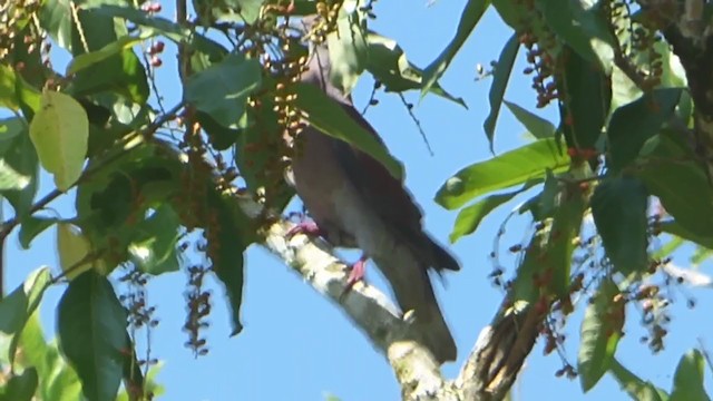 Pale-vented Pigeon - ML230000291