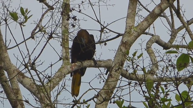 Russet-backed Oropendola - ML230001771