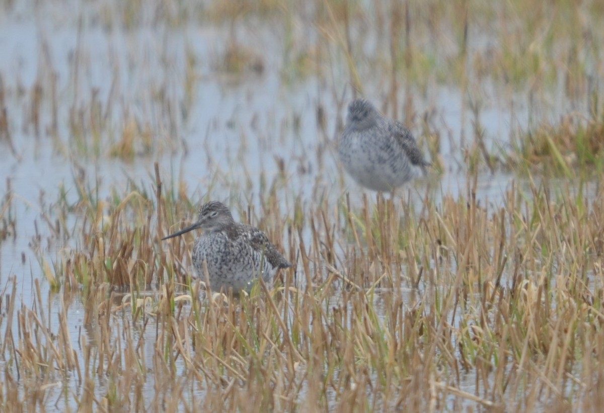 Greater Yellowlegs - ML230001791