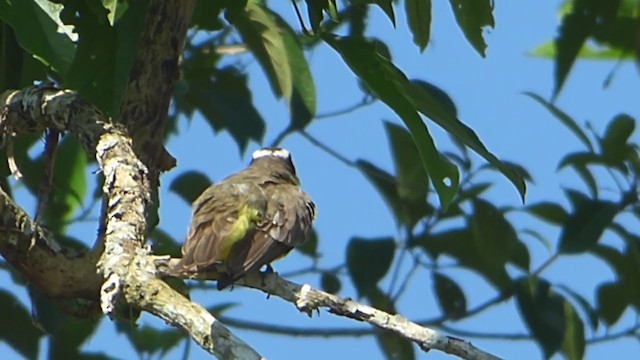 Boat-billed Flycatcher - ML230001891