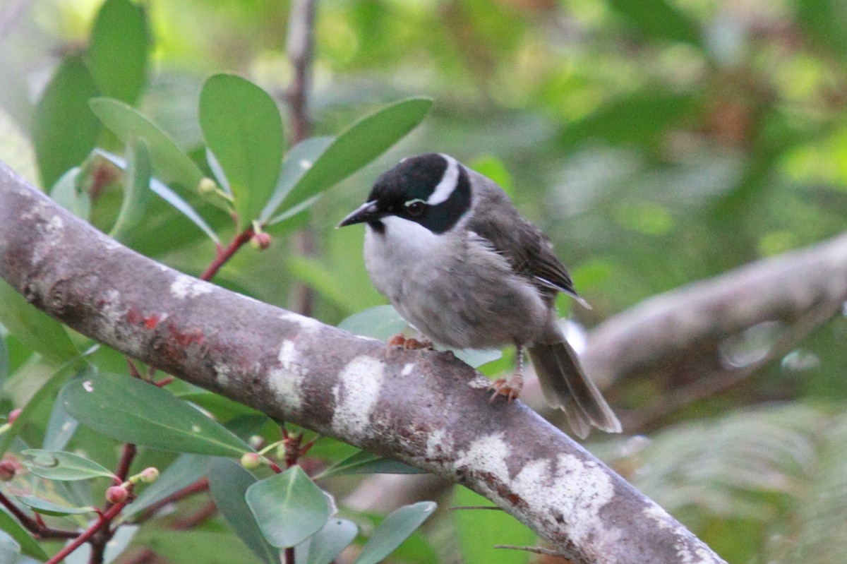 Strong-billed Honeyeater - ML230002261