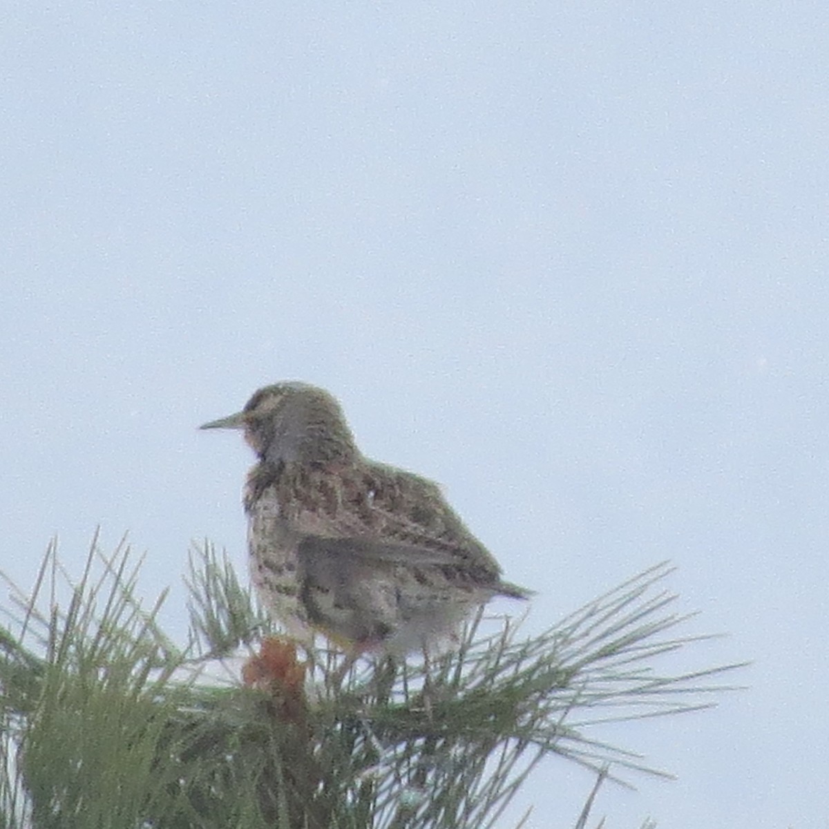 Western Meadowlark - ML23000241