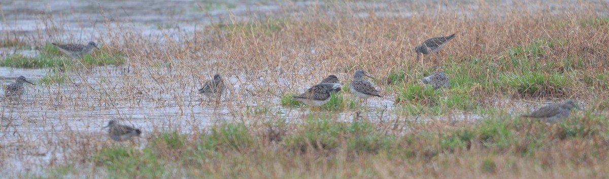 Greater Yellowlegs - Mark   Olivier