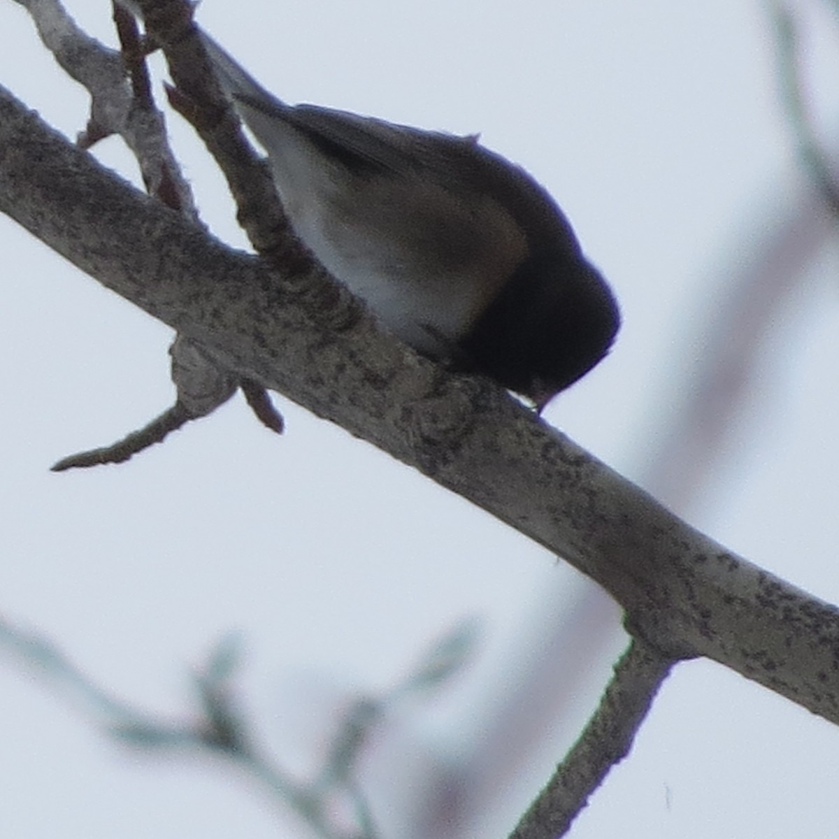 Junco Ojioscuro - ML23000311