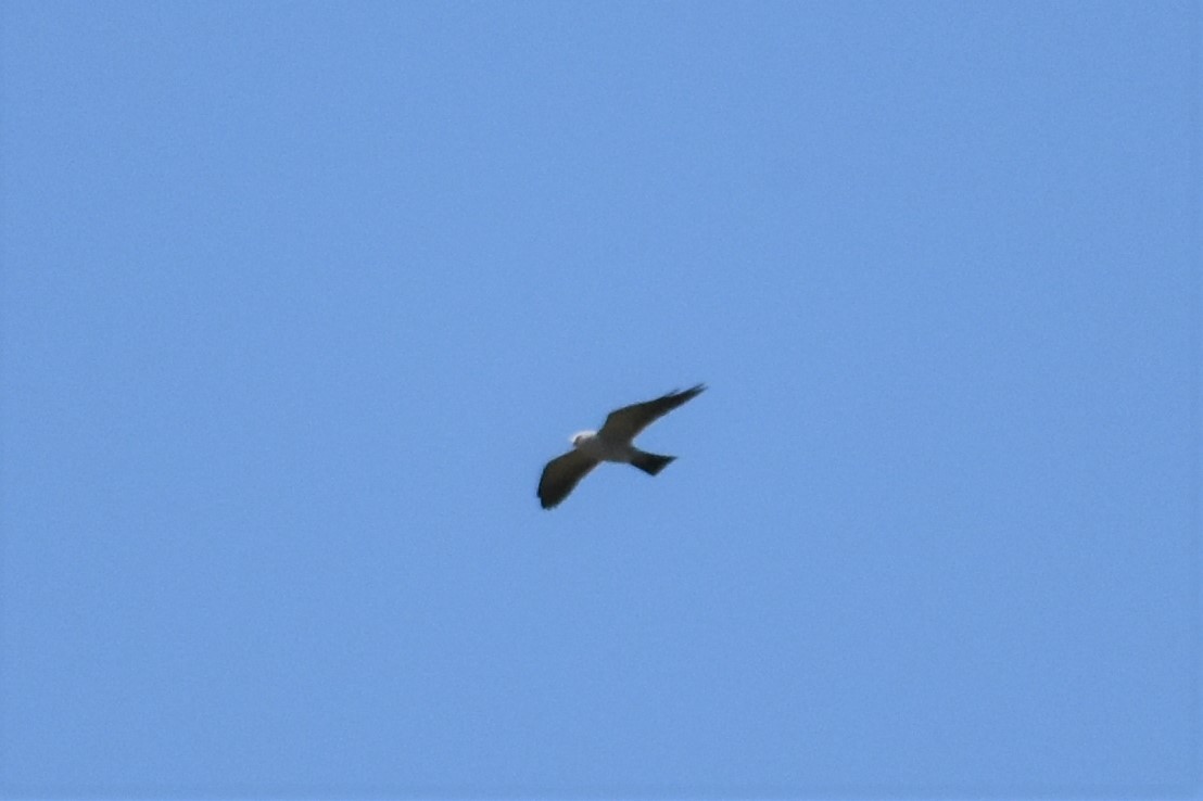 Mississippi Kite - ML230004101