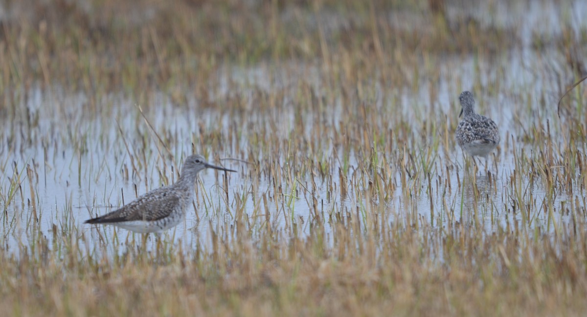 Greater Yellowlegs - ML230004301