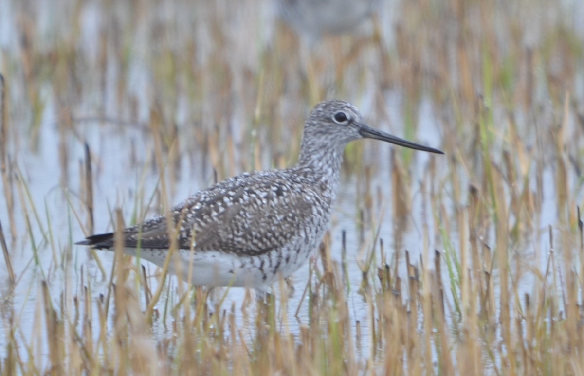 Greater Yellowlegs - ML230004391