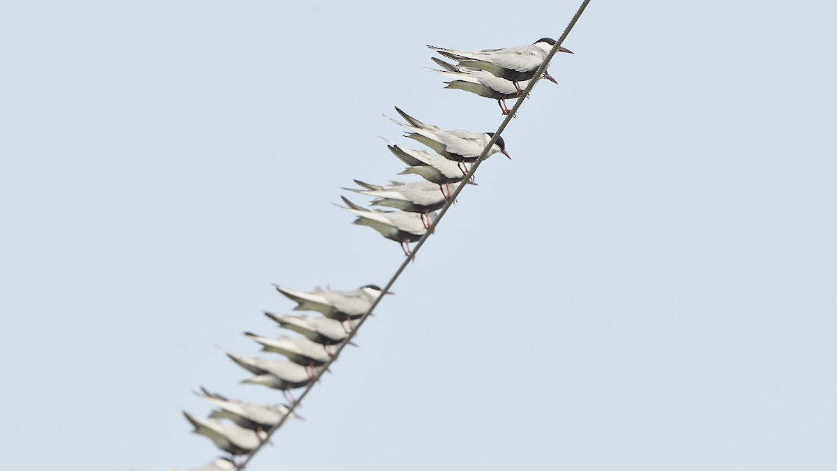Whiskered Tern - ML230005511