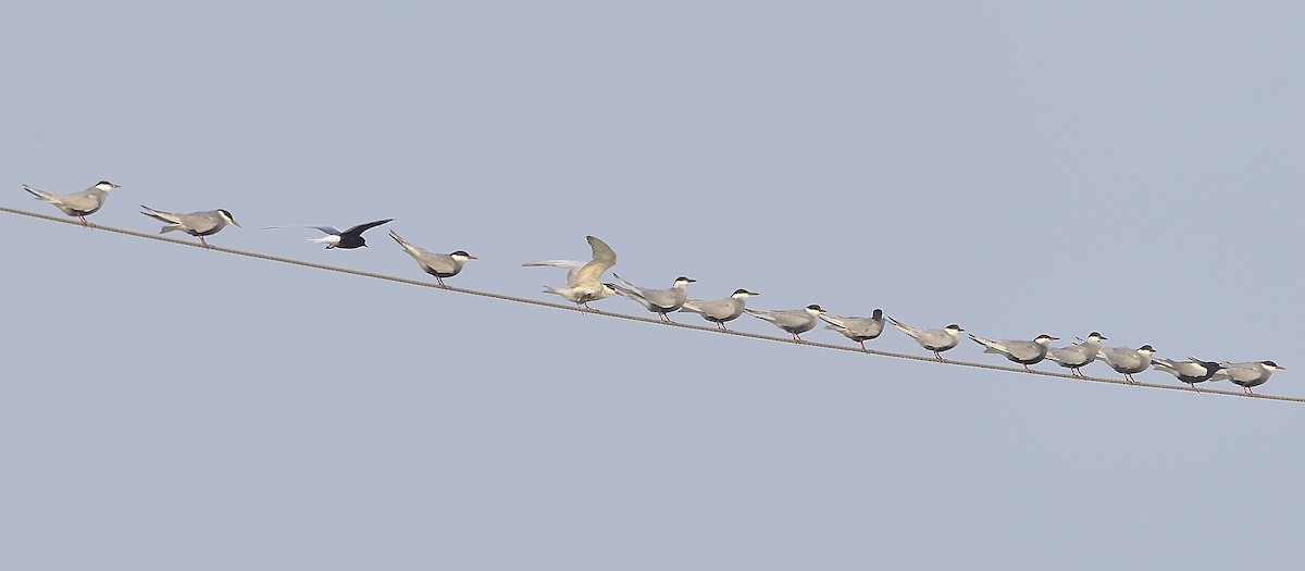 Whiskered Tern - ML230005531