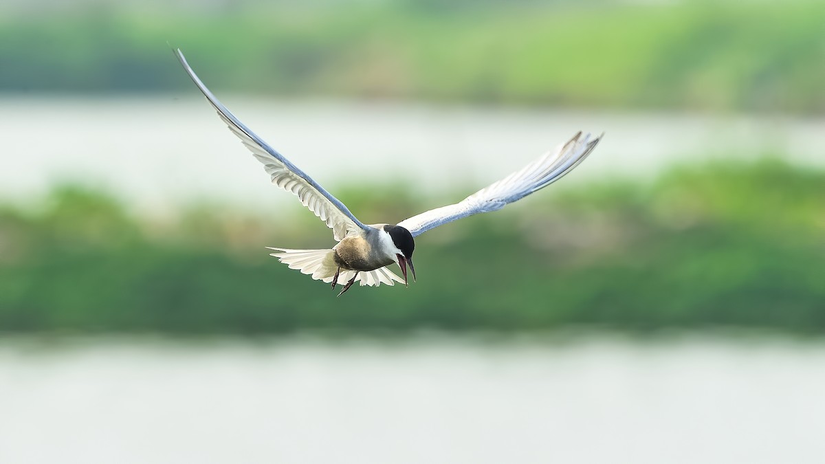Whiskered Tern - ML230005571