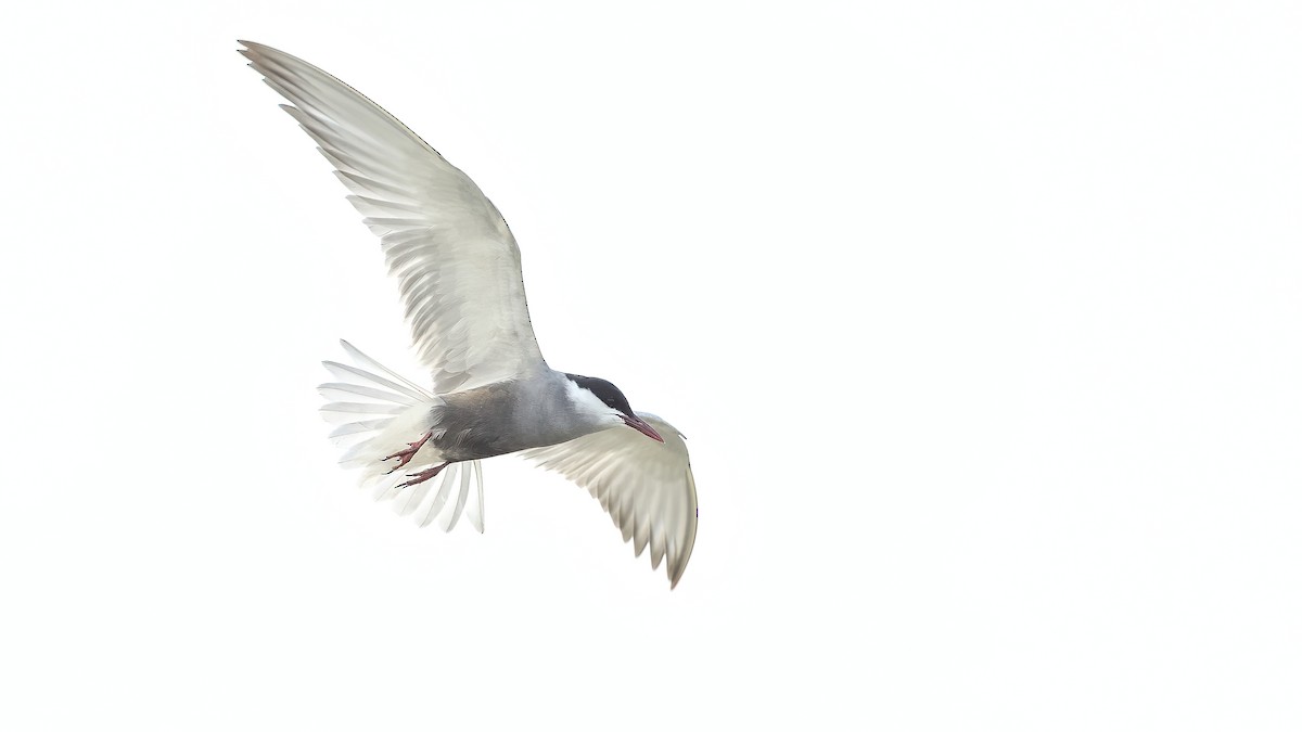 Whiskered Tern - ML230005581