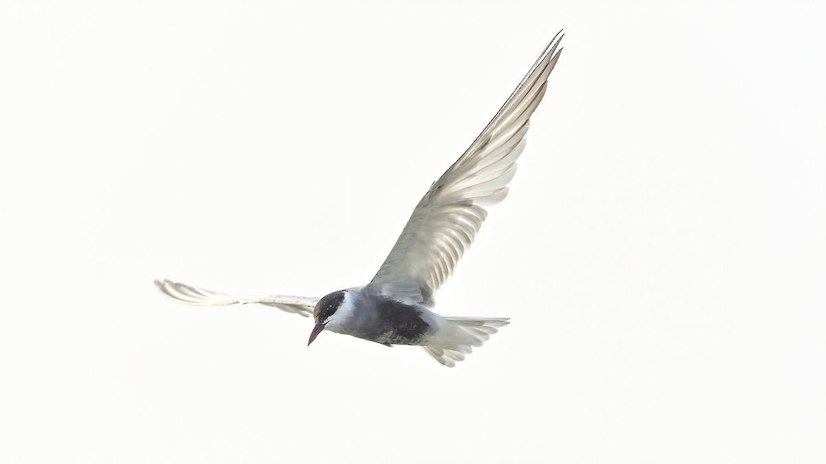 Whiskered Tern - ML230005611